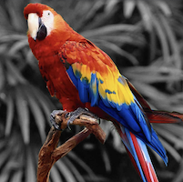 Enhance your photo by Apply Grayscale filter to Background or Foreground